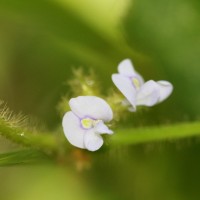 Calopogonium